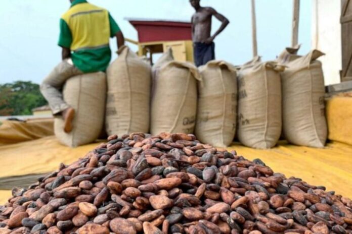 Côte d’Ivoire camions cacao
