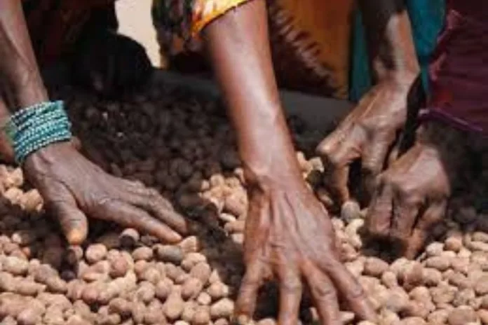 Togo : le gouvernement suspend l’exportation des noix et amandes de karité