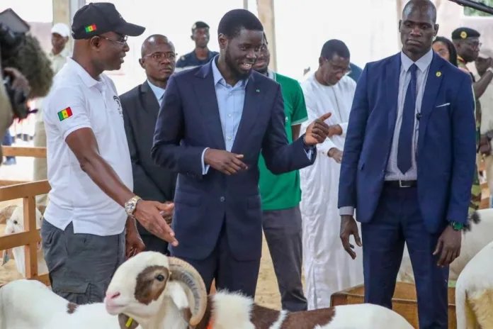 Tabaski Sénégal Bassirou Diomaye Faye prix de moutons