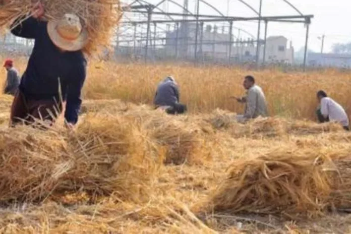 Égypte déchets agricoles carburant