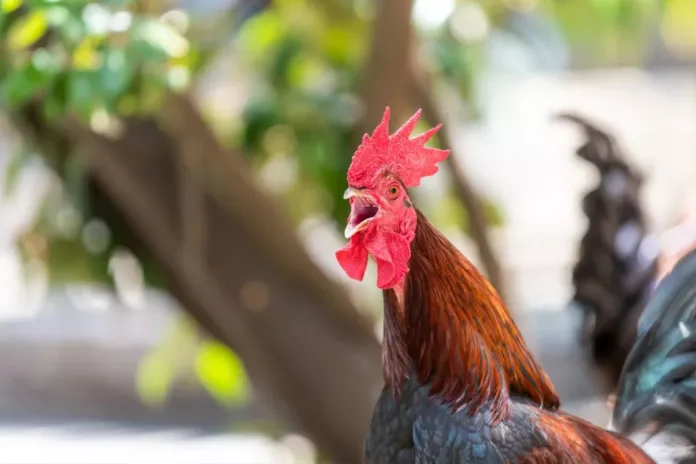 France le coq Ricco