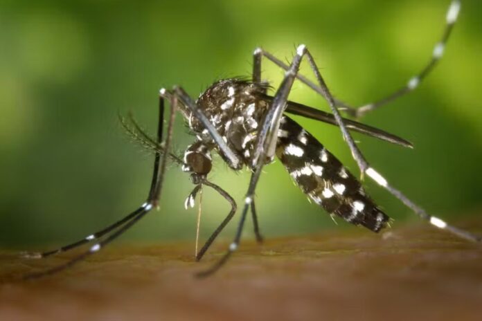 IA moustiques paludisme