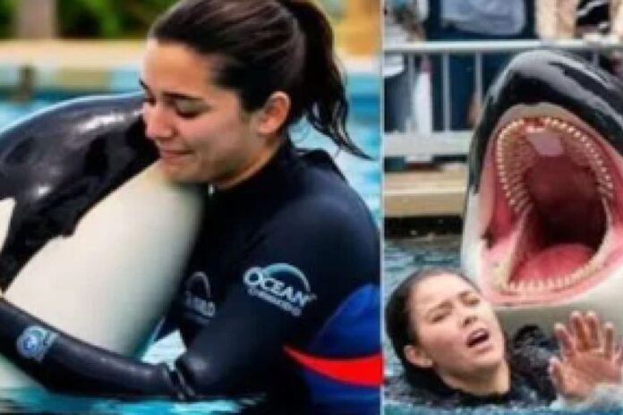 Jessica Radcliffe et l'orque : ce qu’il faut savoir sur la vidéo qui a trompé des millions d'internautes