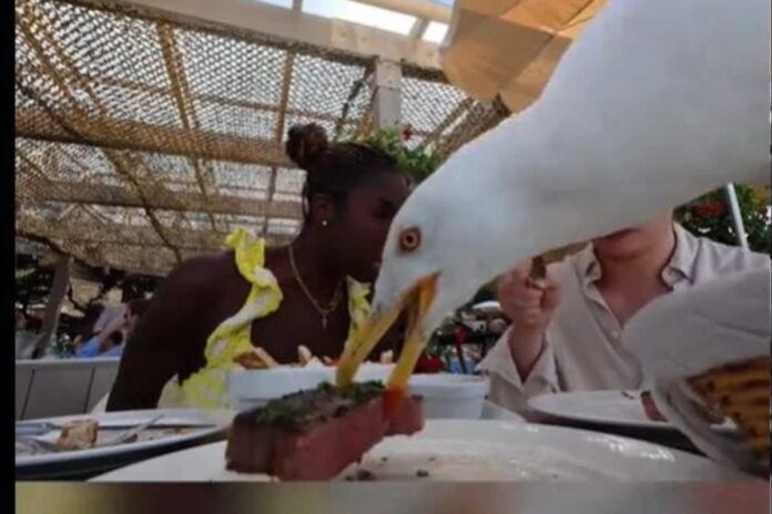 Cannes gabian steak touristes