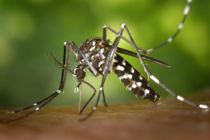 Burkina Faso : le programme sur les moustiques génétiquement modifiés arrêté