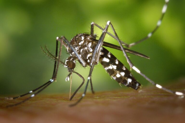 Burkina Faso : le programme sur les moustiques génétiquement modifiés arrêté