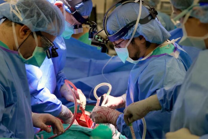 La Chine réussit la première greffe de poumon porcin sur un humain