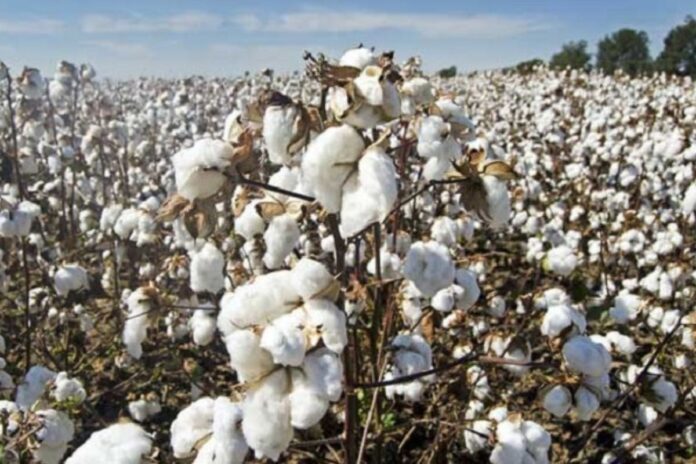 Campagne cotonnière 2025-2026 : plus de 515 000 hectares déjà semés au 31 juillet 2025