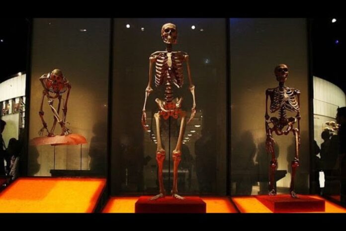 Éthiopie : une nouvelle espèce d'homme primitif découverte Éthiopie : une nouvelle espèce d'homme primitif découverte