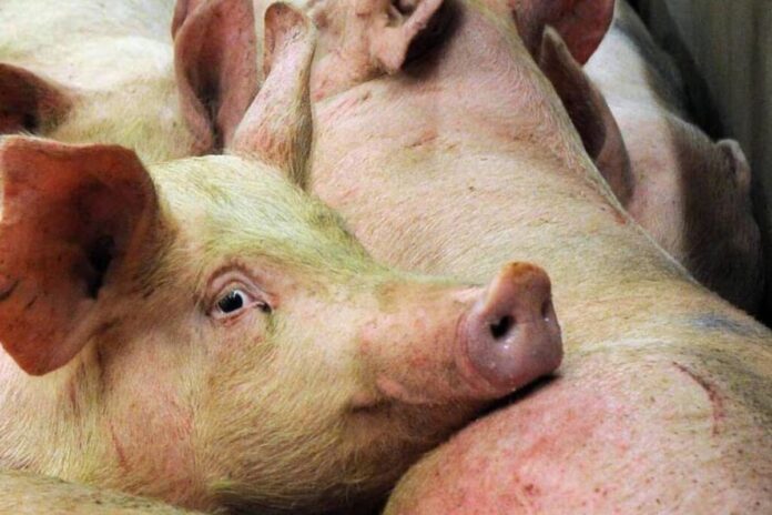 Des porcs se retrouvent éparpillés après un accident