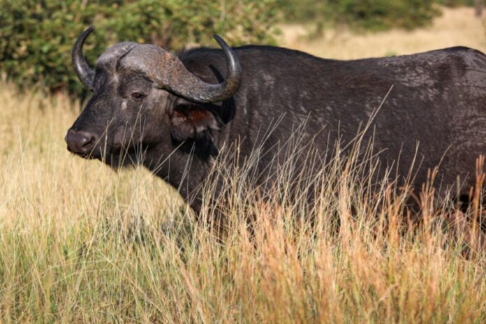 Afrique du Sud buffle chasseur safari