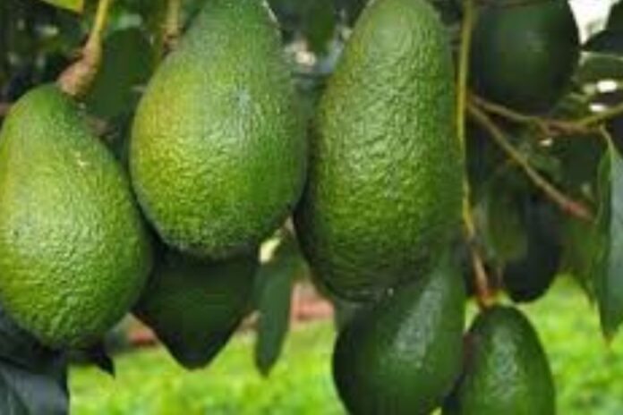 Maroc : l’avocat s’impose comme un pilier économique africain