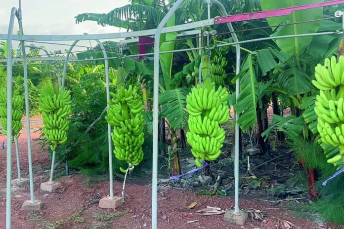 Le Sénégal ferme la porte aux bananes importées