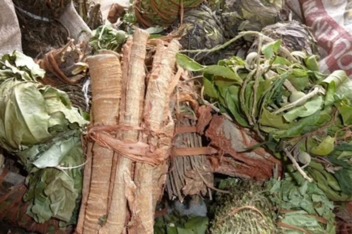 Tanzanie : la médecine traditionnelle fait son entrée dans les hôpitaux publics