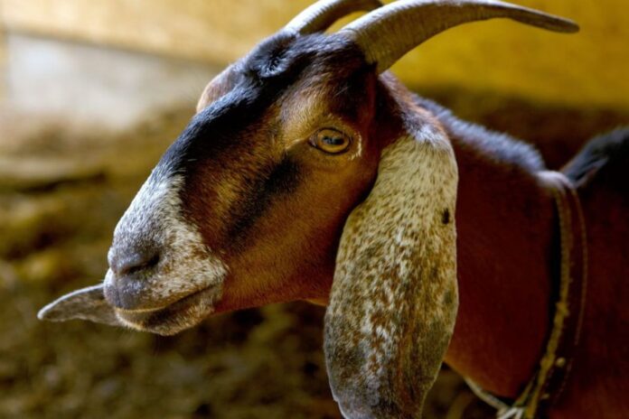 Insolite : un homme viole une chèvre et assure que l’animal était « d’accord »