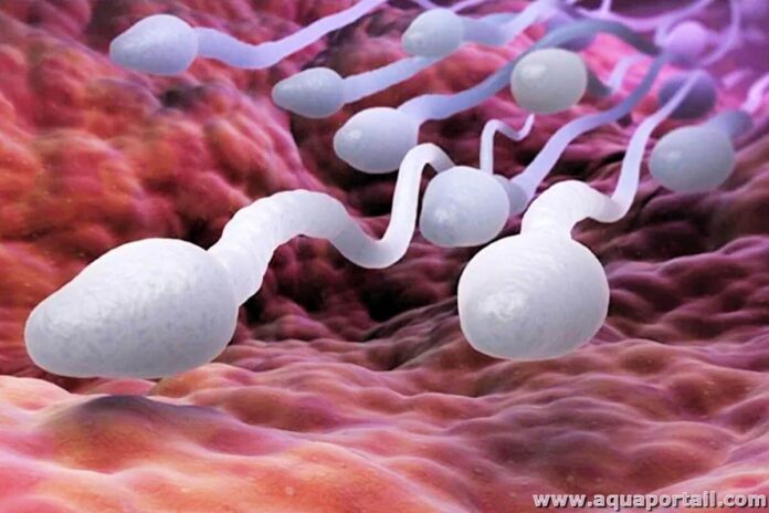 Santé : le sperme affecté après une infection au Covid-19 ?