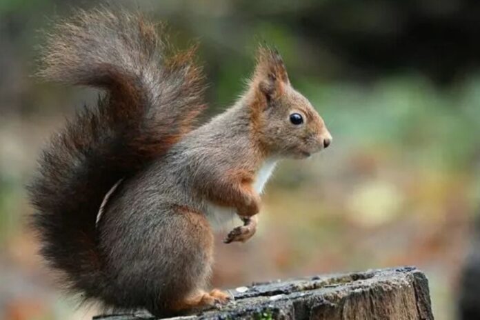 Un chasseur tue un adolescent en le prenant pour un écureuil
