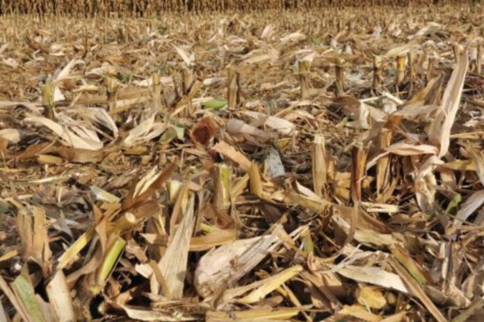 Côte d'Ivoire : quand les résidus agricoles deviennent source d’électricité