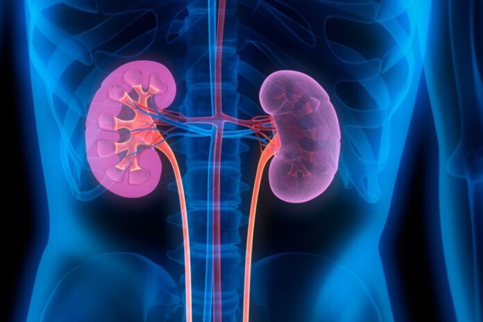 Santé rénale : l’hibiscus, une fleur aux multiples vertus