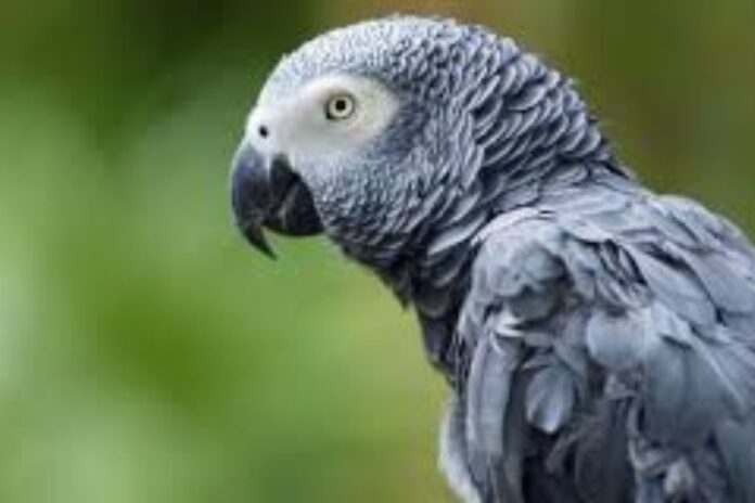 Un perroquet disparu en 2010 réapparaît... et parle désormais espagnol