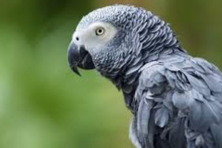 Un perroquet disparu en 2010 réapparaît... et parle désormais espagnol