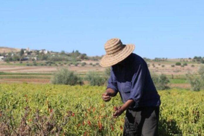 Maroc : 1 milliard de dirhams pour booster l’emploi en milieu rural