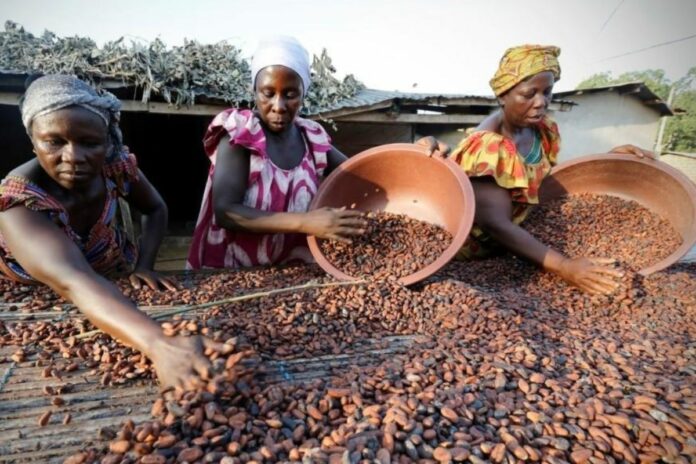 Côte d’Ivoire : la production du cacao s’annonce en forte baisse pour 2025-2026
