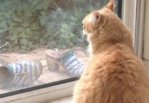 Insolite : un chat officiellement assigné à résidence Insolite : un chat officiellement assigné à résidence