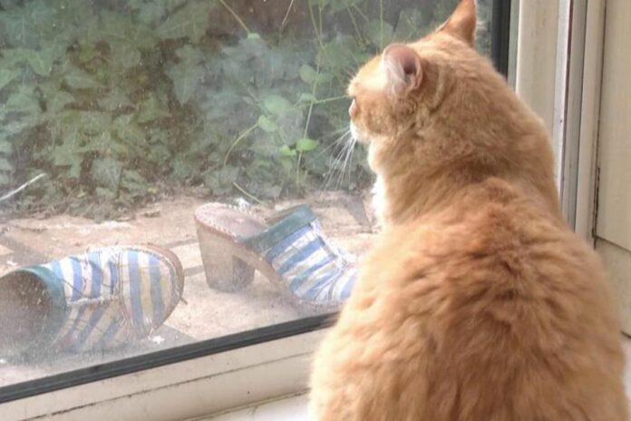 Insolite : un chat officiellement assigné à résidence