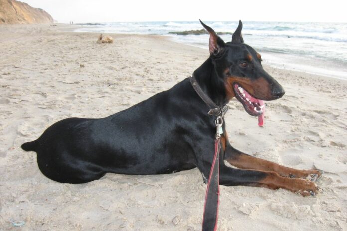 En Premier League, les chiens de garde surentraînés deviennent les nouveaux protecteurs des stars