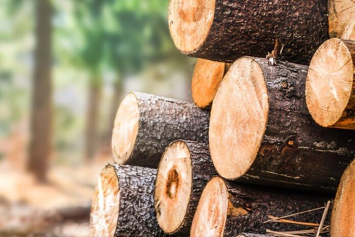 Bénin : la filière bois s’apprête à connaître un nouveau souffle