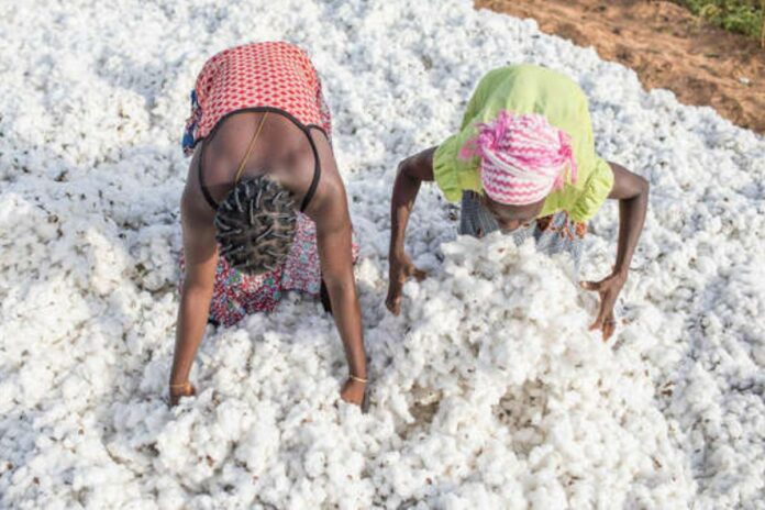 Bénin : coton et riz, véritables fers de lance du commerce extérieur