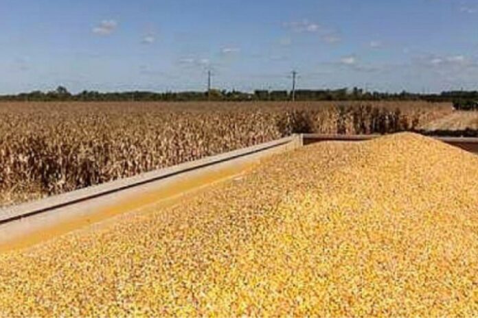 Togo : après cinq années de croissance, la production céréalière ralentit