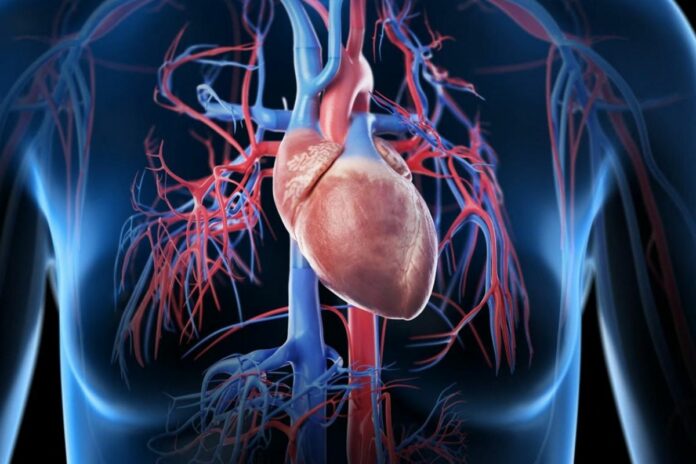 Santé : ce qu’il faut retenir sur le cœur humain