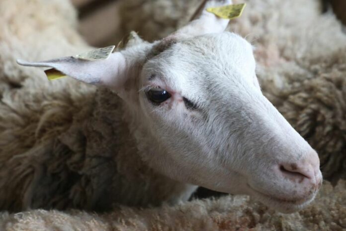 Sénégal : le duo surnommé « Maïs-somnifère » jugé aujourd’hui