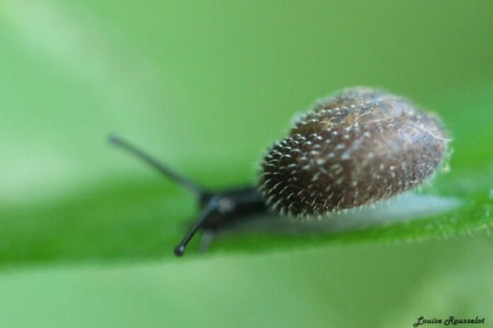 Angleterre : Londres lance une vaste opération pour retrouver l'« escargot poilu allemand »