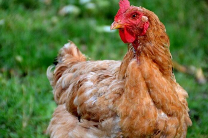 Côte d’Ivoire : il tue un témoin pour couvrir un vol de poule
