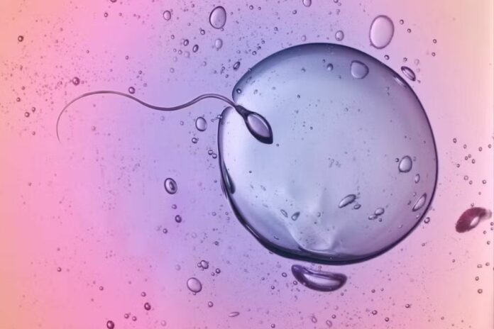 Spermatozoïdes : une découverte révolutionnaire pour la fertilité masculine