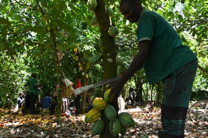 Côte d’Ivoire, secteur cacao