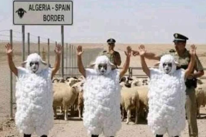 Algérie-Espagne : trois Maliens se déguisent en moutons pour traverser la frontière