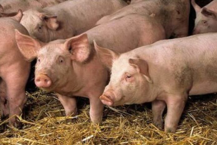 Viande de porc : la Côte d’Ivoire devient un client majeur du Brésil