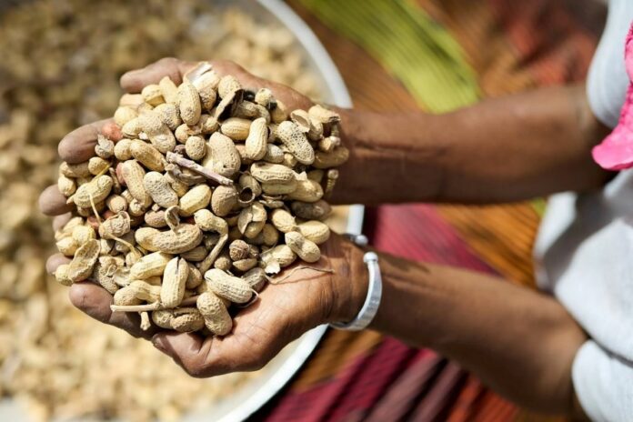 Sénégal : l’exportation des graines d’arachide de nouveau autorisée