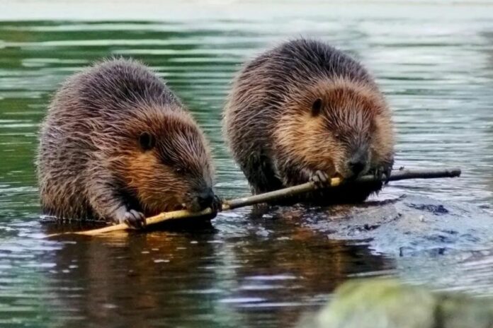 Amour éternel : ces animaux qui nous donnent une leçon de fidélité 