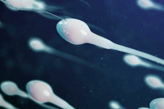 sperme spermatozoïdes fertilité