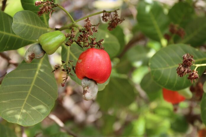 Filière cajou : le Bénin se classe deuxième en Afrique de l’Ouest