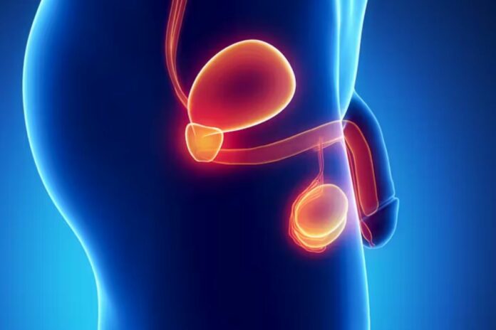 Santé muscle testicules sexualité