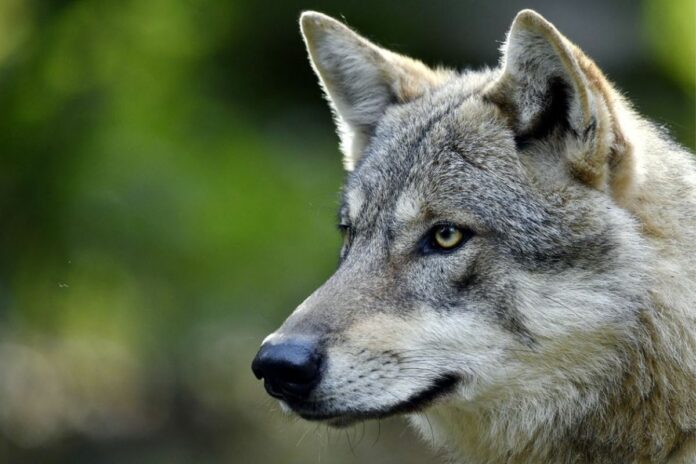 Allemagne Parlement chasse loups