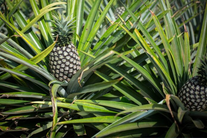 Bénin ananas