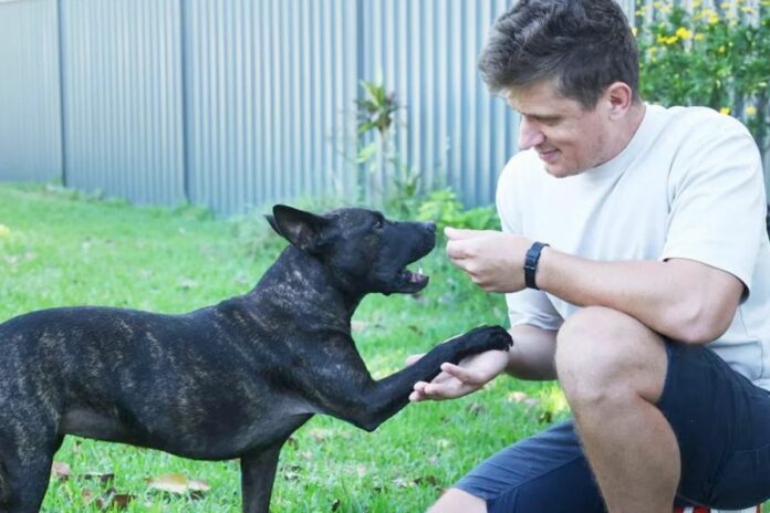 Australie ChatGPT vaccin chienne cancer