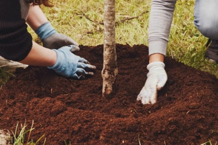 New Jersey : planter ce joli arbre peut coûter 2 000 dollars d'amende Etats-Unis New Jersey arbre amende